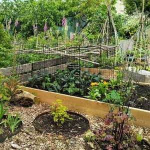Raised Garden Beds Tanalised Timber - 2.4m (8ft) x 1.2m (4ft)