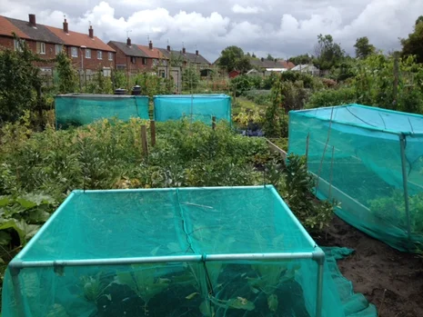 Garden Netting - 50m x 2m Green